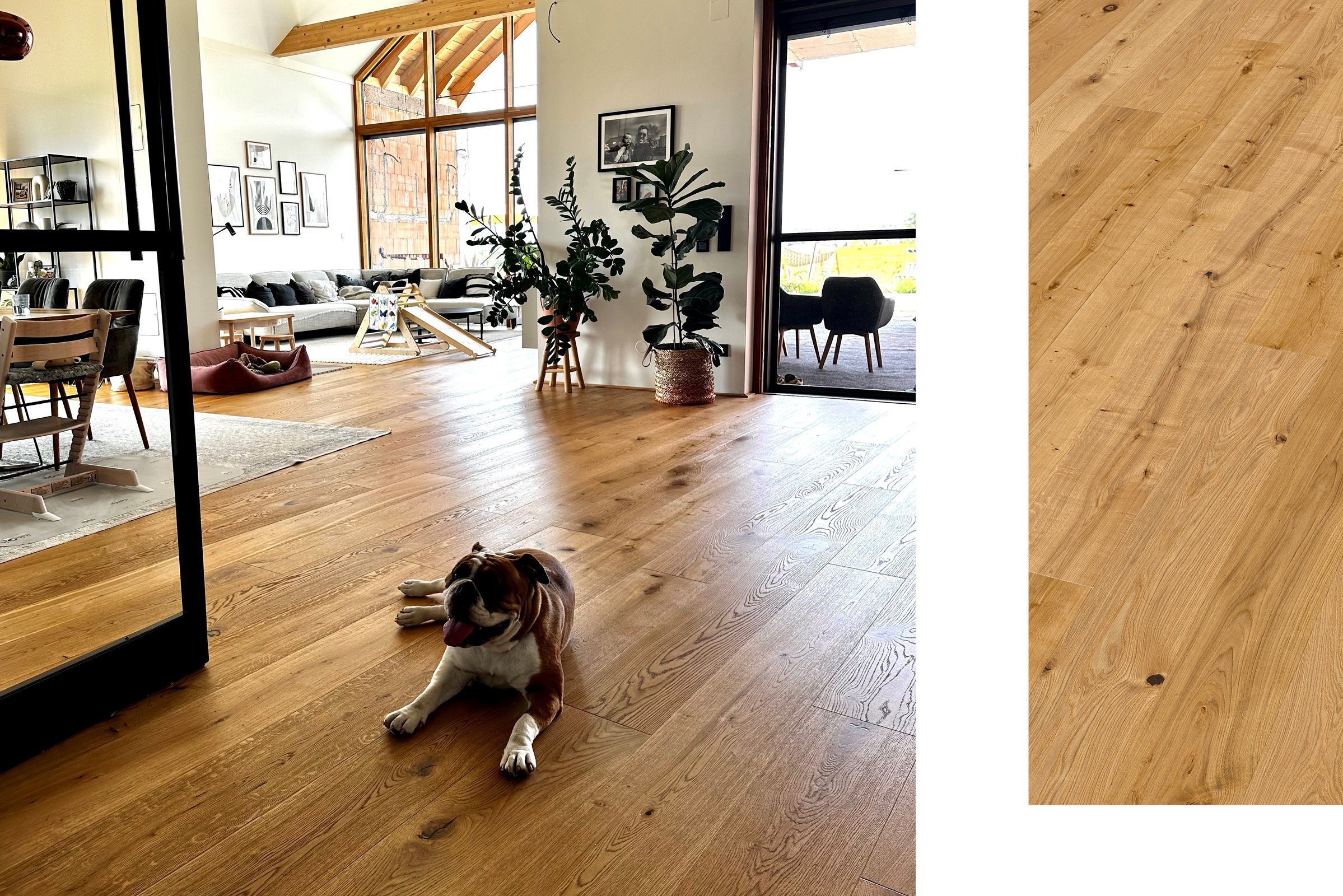 Großes Wohnzimmer mit rustikalem Parkett in Eiche, darauf macht es sich eine Bulldogge gemütlich.