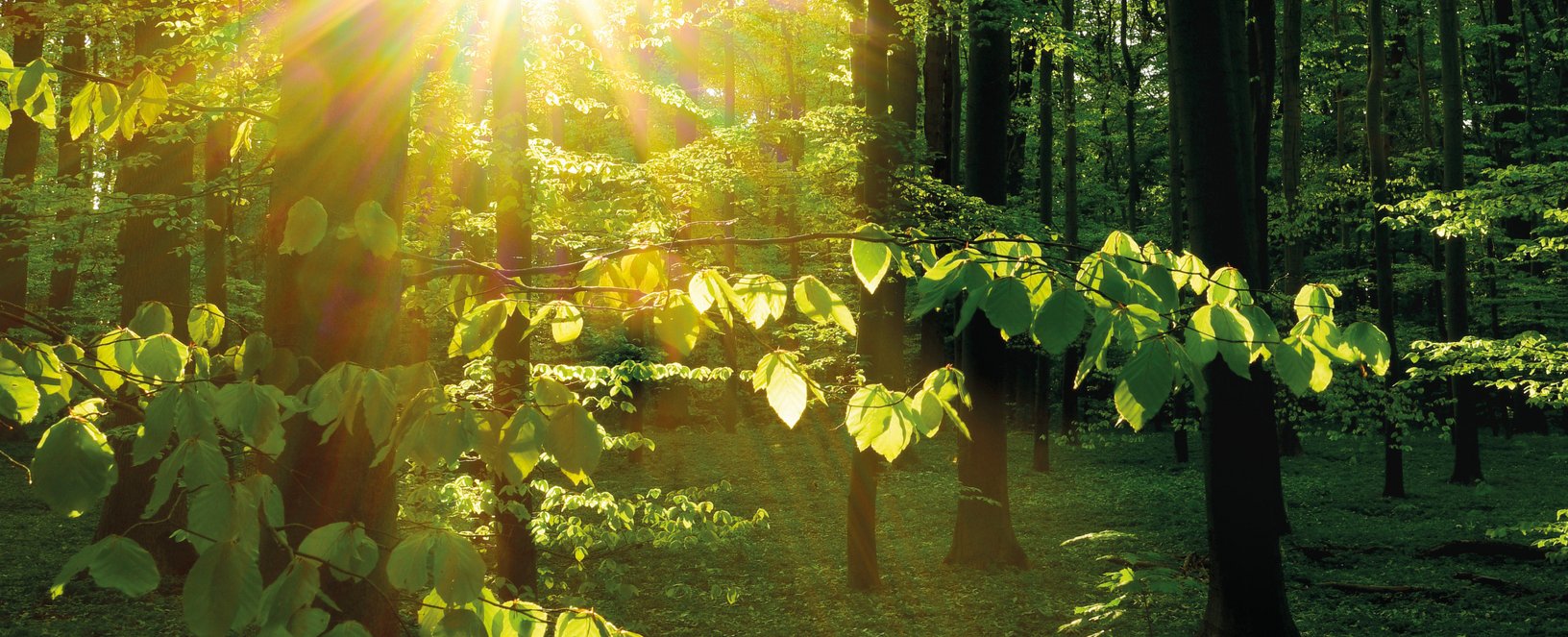 Wald mit schönem Sonnenschein