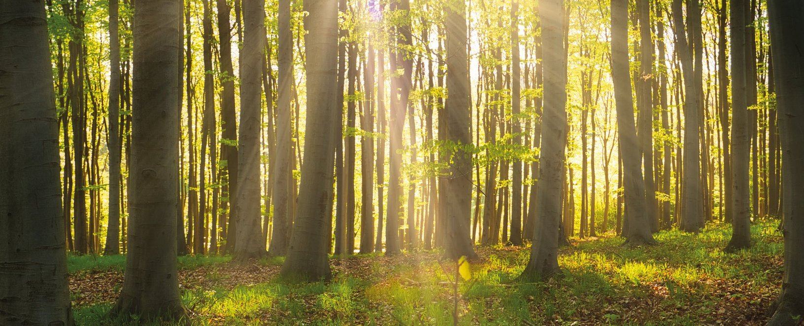 Wald Herstellung Parkett