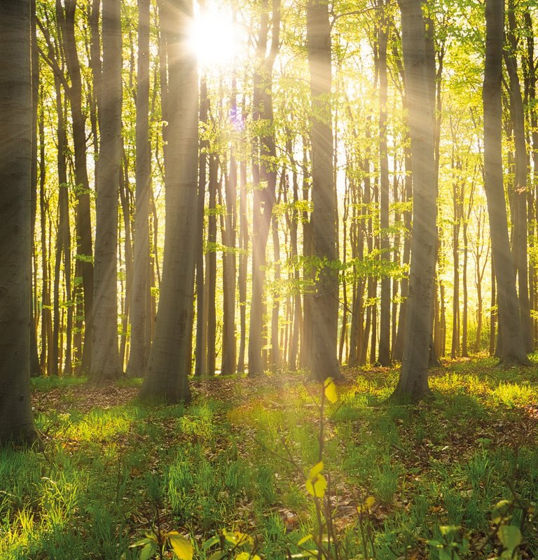 Wald mit Sonne Parkettproduktion Österreich