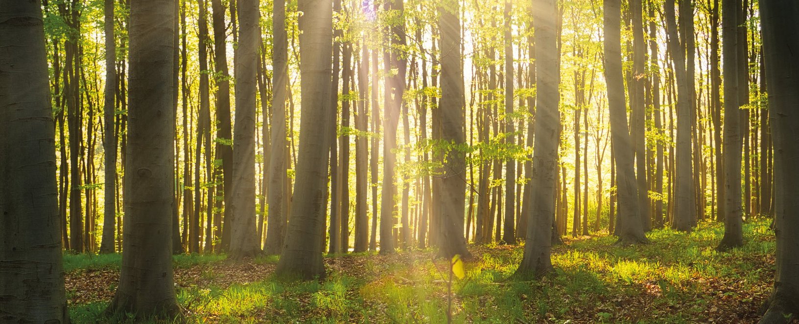 Wald mit Sonne Parkettproduktion Österreich