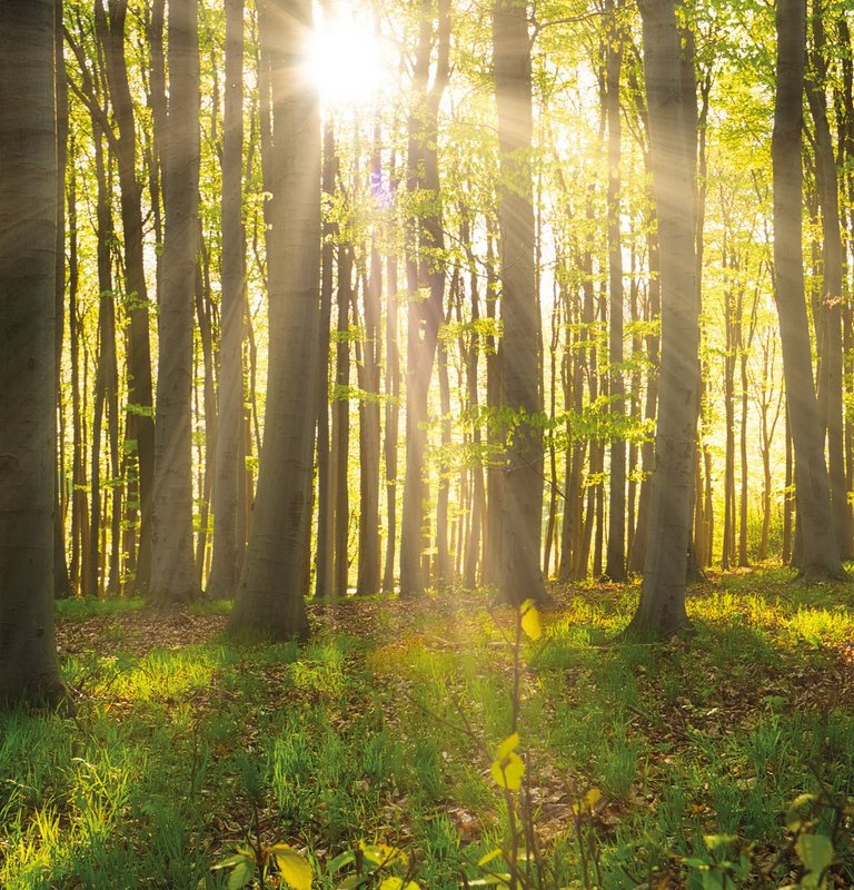 Wald Herstellung Parkett