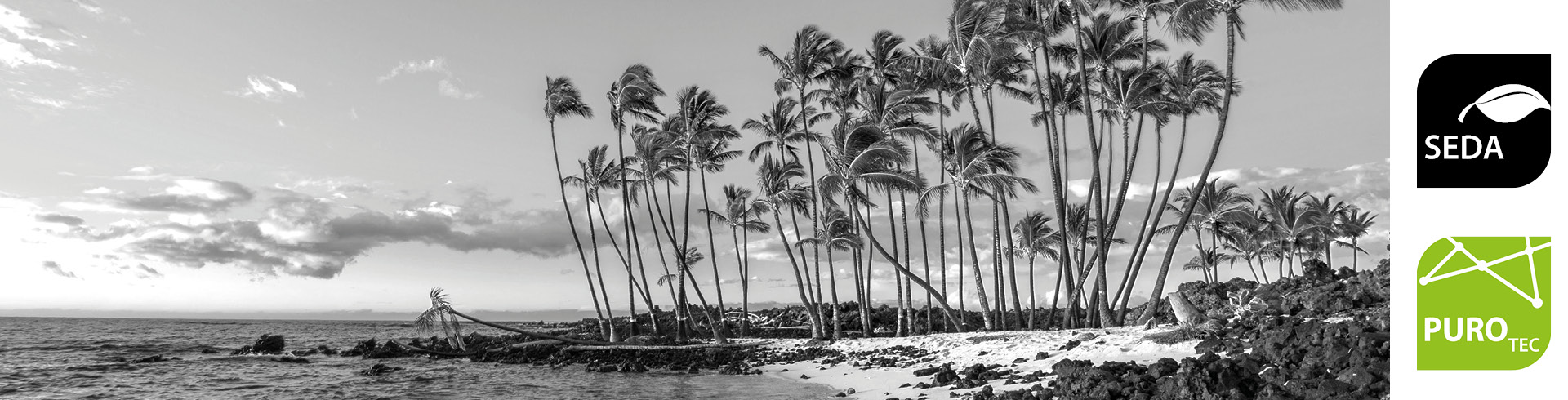 Black and white photo of a beach with palm trees, next to it are logo icons that refer to a product